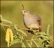 QUAIL, GROUSE, DOVES, AND ROADRUNNER
